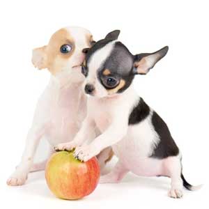 5 Früchte für den Vitaminkick