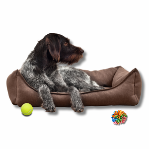 Den Hund zu Hause alleine lassen – So klappt es stressfrei für euch beide!