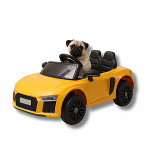 Autofahren mit Hund – So wird die Fahrt stressfrei für Dich und Deine Fellnase!