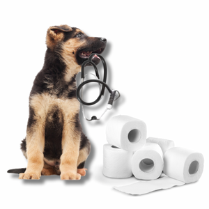 Analdrüse beim Hund – Was Hundehalter dazu unbedingt wissen sollten!