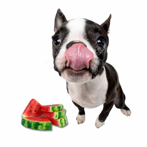 Leckere Sommer-Snacks für Deinen Hund – Abkühlung mit Genuss!