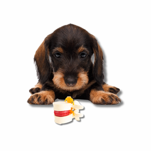 Bandscheibenprobleme beim Hund: Ursachen, Behandlung und natürliche Unterstützung