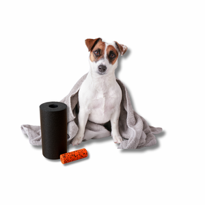 Physiotherapie beim Hund: Wann und warum sie sinnvoll ist