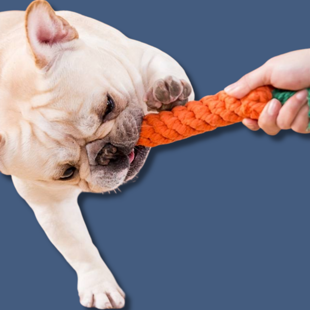 Hundespielzeug Karotte – DogsGood